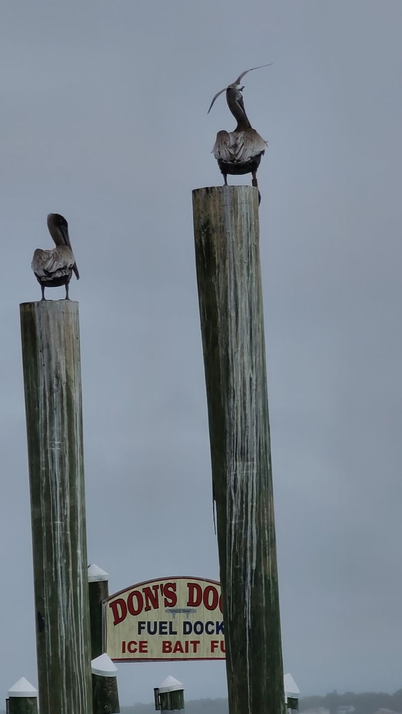 Dolphins, Birds, And Boat Watching