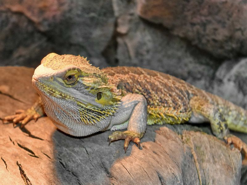 Wildlife Isn't Just Cute Postcard Material