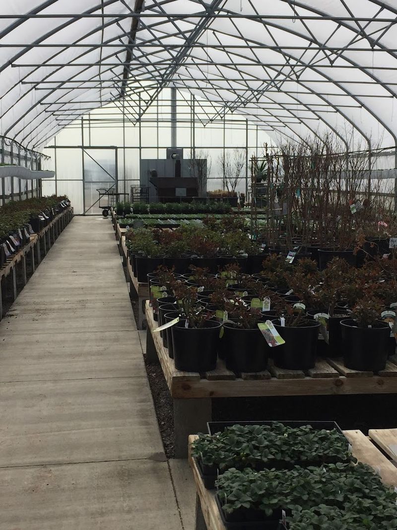 Trees, Fruit Trees, and Bigger Investments