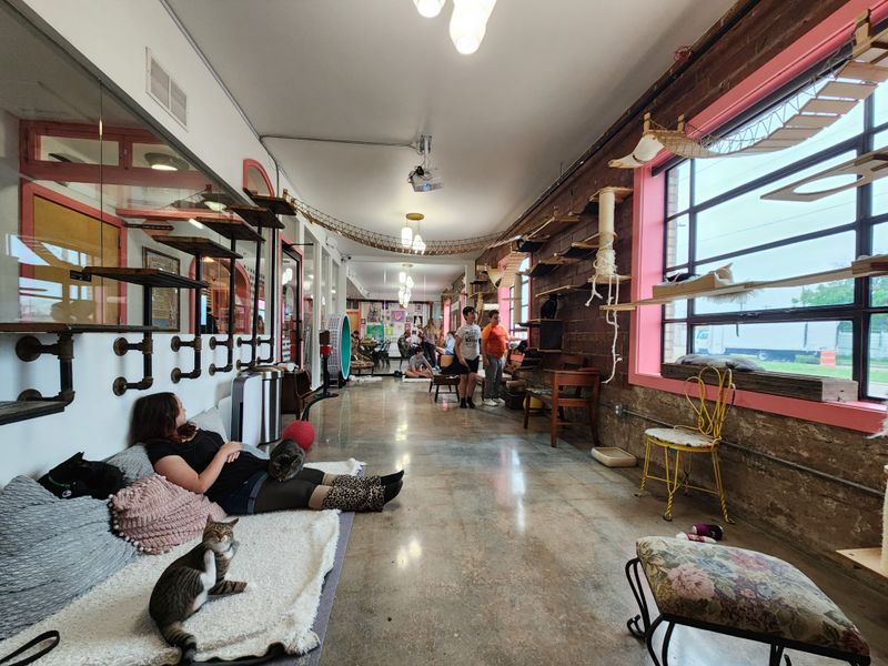 A Stress-Free Zone for Humans and Cats