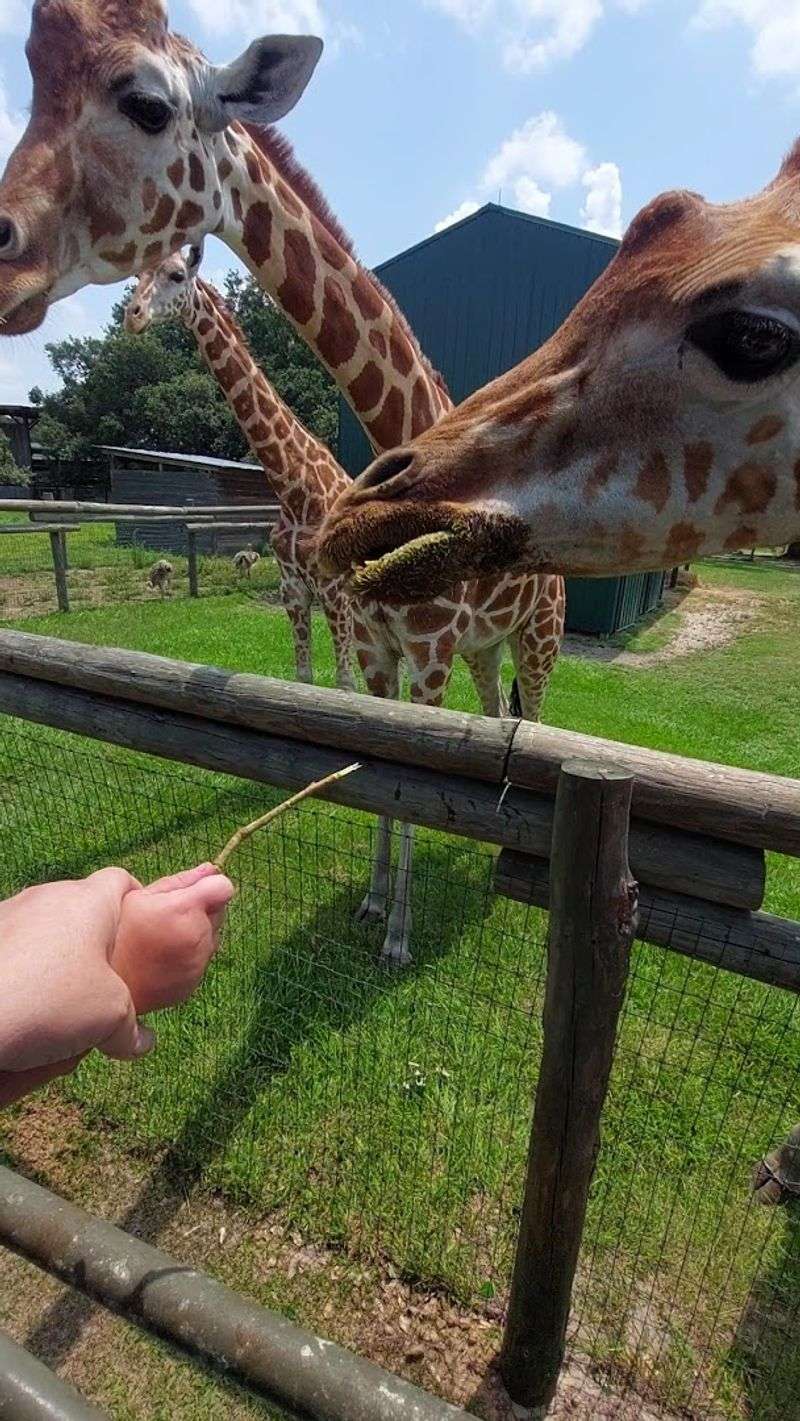 Getting Up Close With the Giraffes