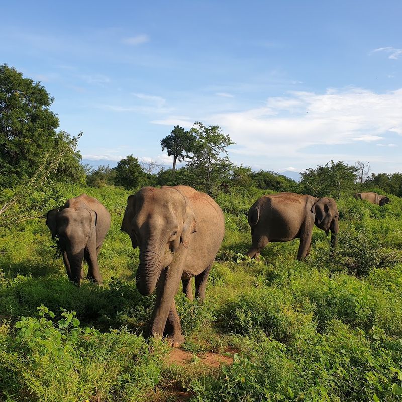 Sri Lanka - A Serious Leopard Safari Contender