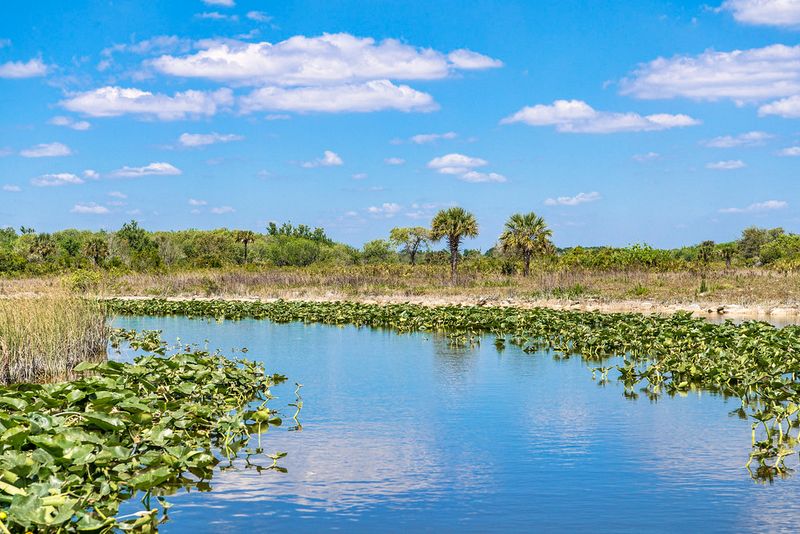 The Everglades Is the Only Place in the World Where Alligators and Crocodiles Coexist