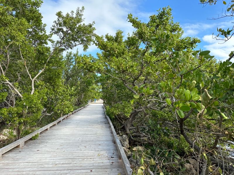 The Mangrove Forests Are a Hidden World of Their Own