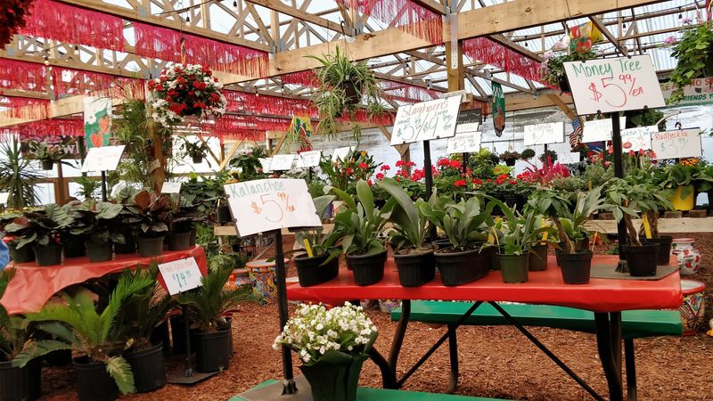 Plants, Garden Decor, and Outdoor Shopping