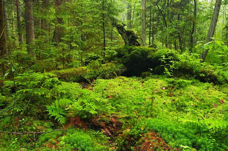 Białowieża Forest — Poland/Belarus 