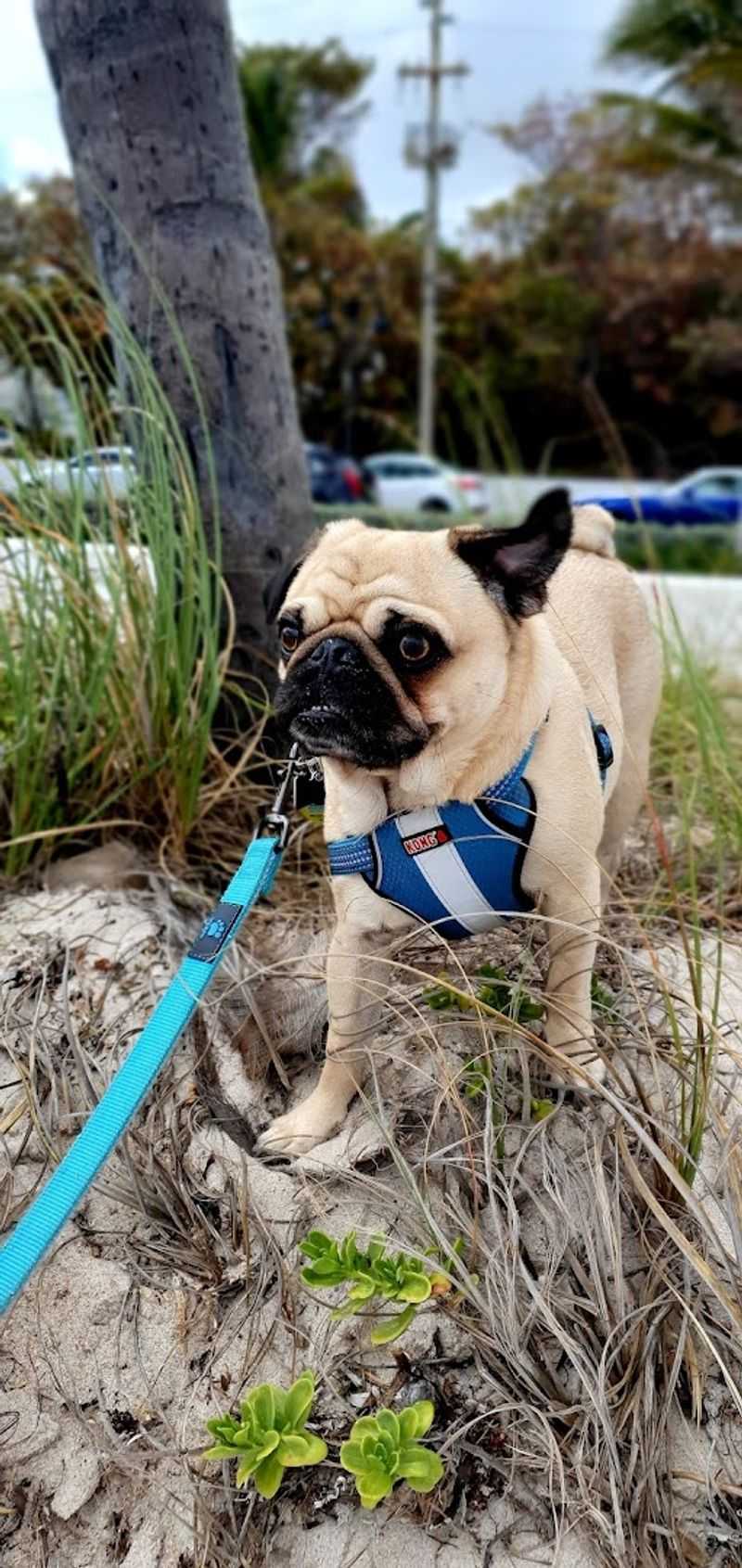 Dog-Friendly Atmosphere That Locals Love