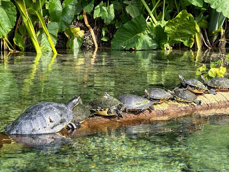 Wildlife Watch: Turtles, Gar, and Otters