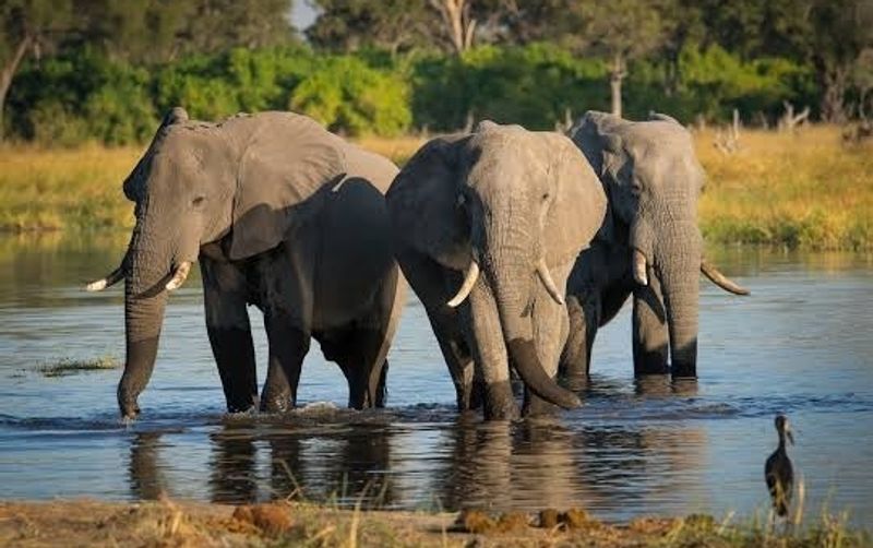 Botswana - A Desert-Meets-Wetland Wildlife Miracle