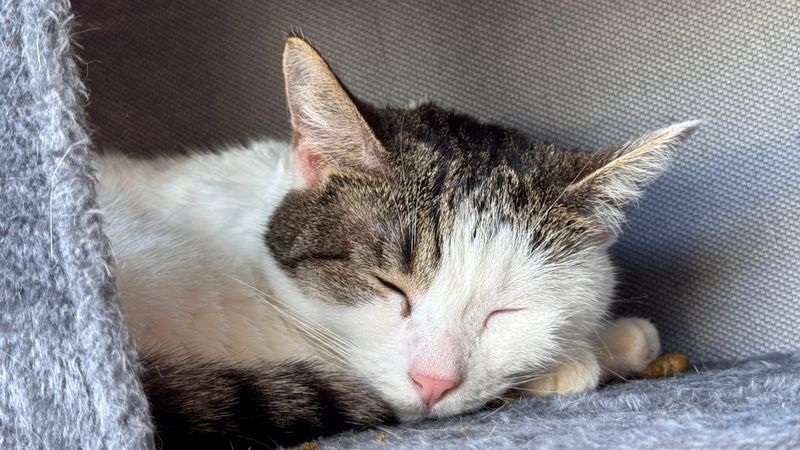 Solo Sipper’s Sanctuary