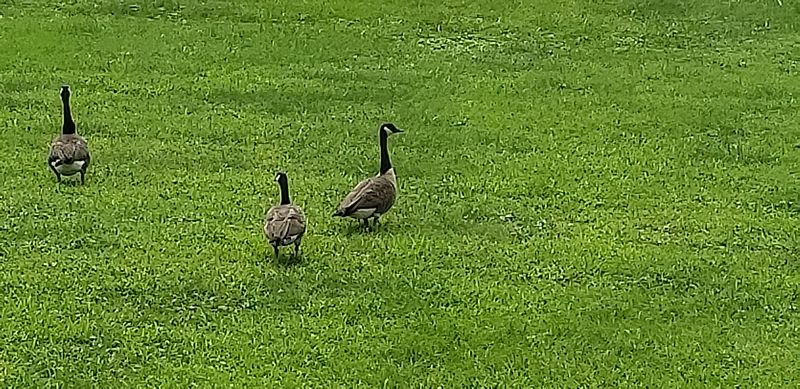 Vandergrift, Pennsylvania