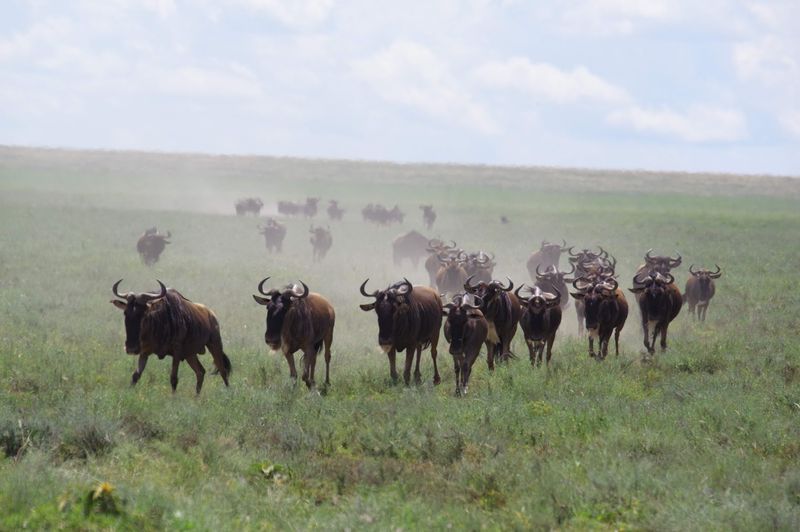 Serengeti National Park — Tanzania