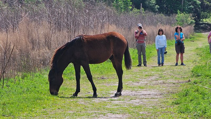 Where Wild Horses Graze