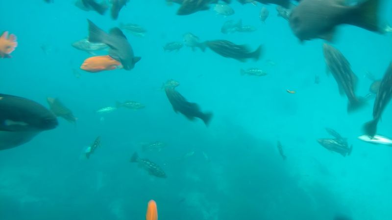 Lover's Cove — Catalina Island, California