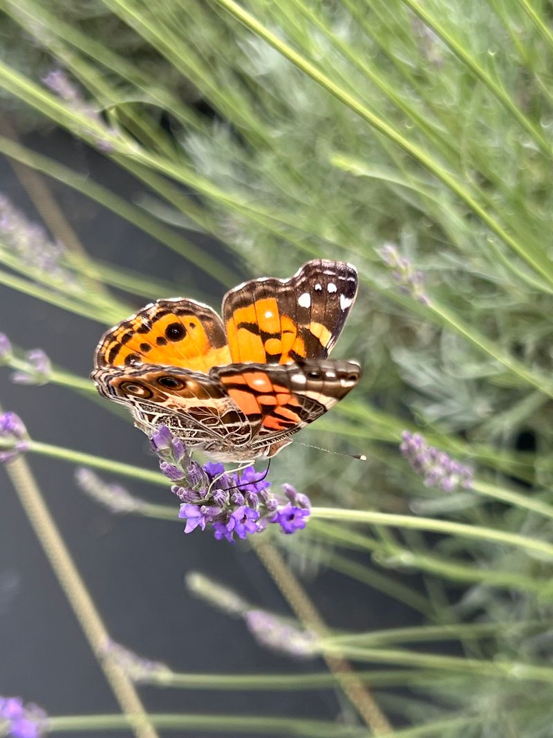 The Pollinator Paradise