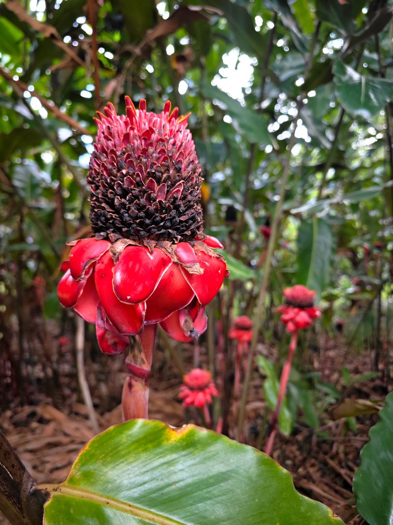 The plant life is just as wild as the animals