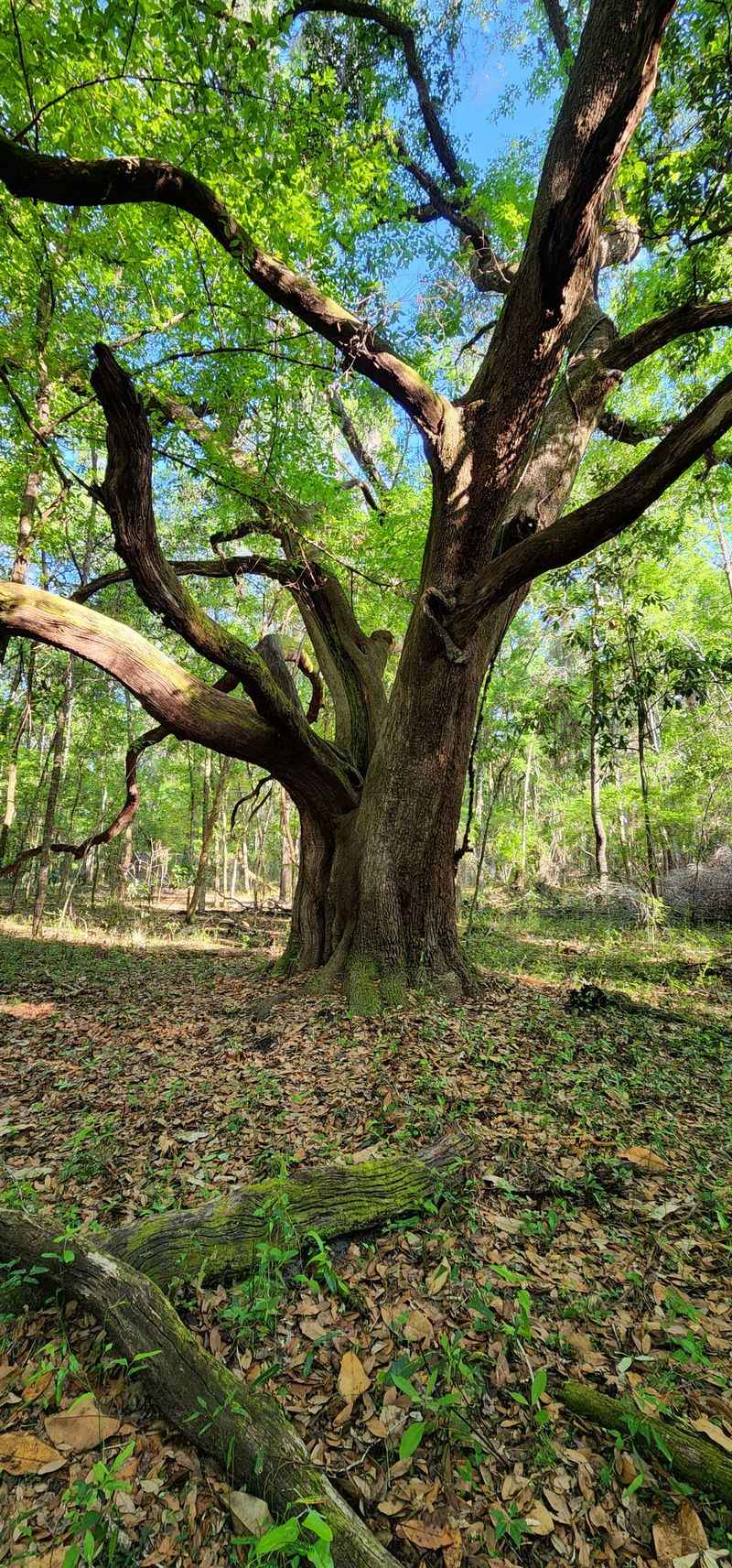 Wildlife Roll Call: The Subtle Crowd