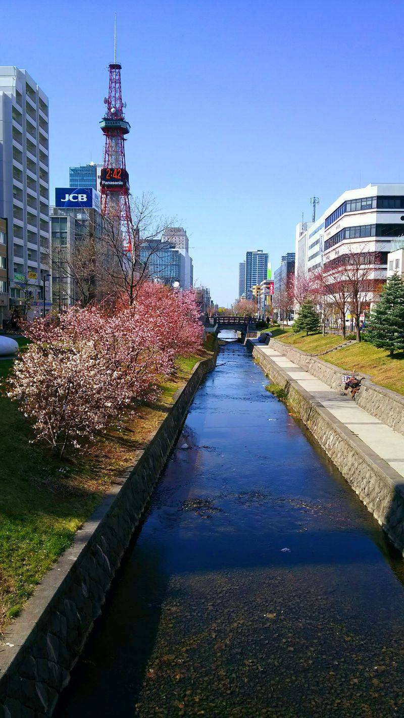 Japan (Cherry Blossom Season)