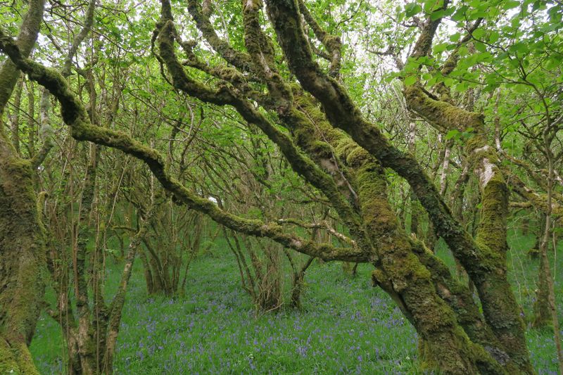 Ballachuan Hazelwood - Scotland