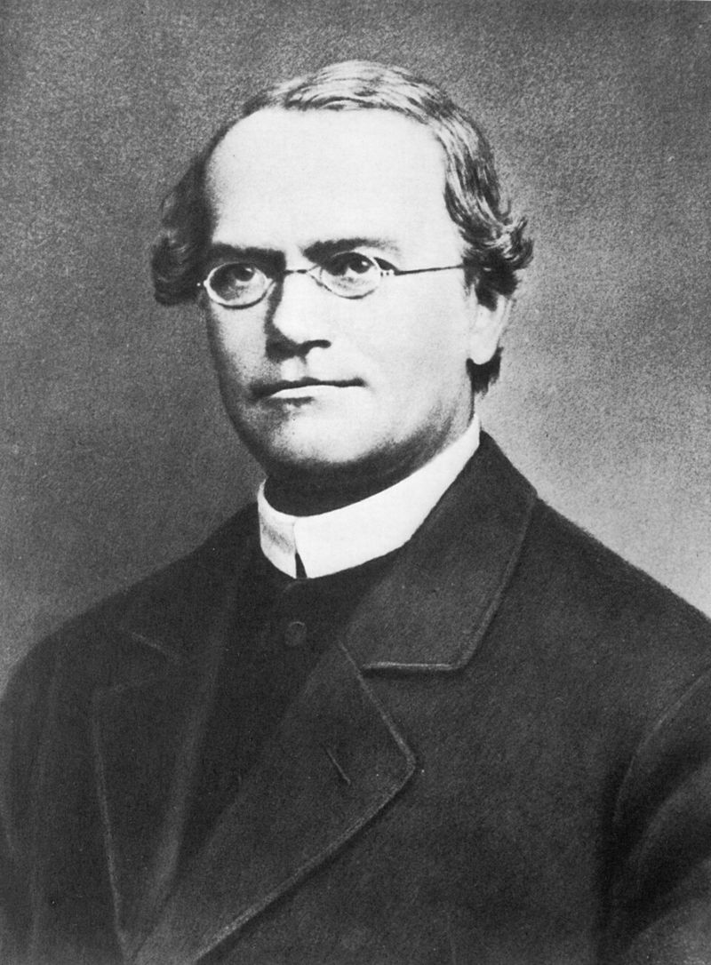 Gregor Mendel - Traits Are Inherited Through Discrete Units