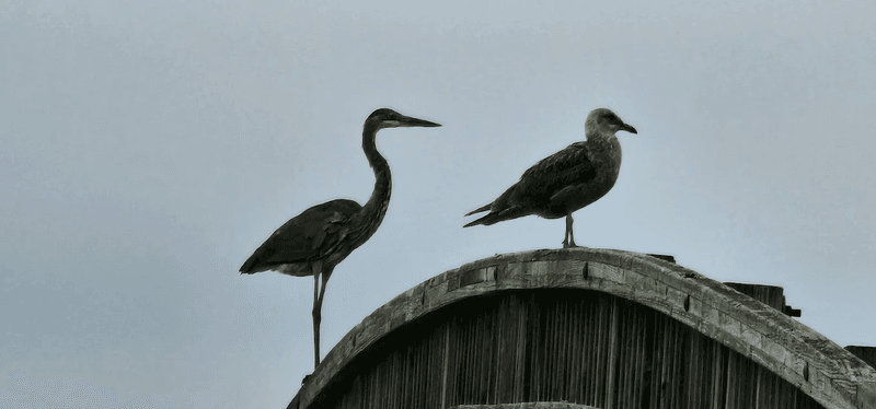 Respectful Wildlife Etiquette