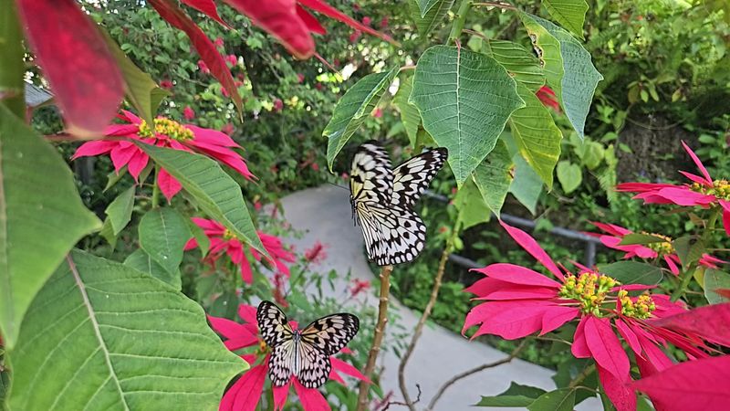 Rose Garden and Quiet Nook