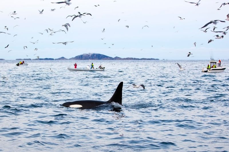 Norway - Winter Whale Watching Around Tromsø