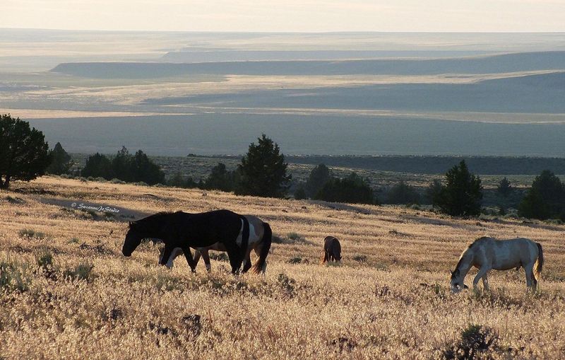 Steens Mountain: Rim, Gorges, Weather