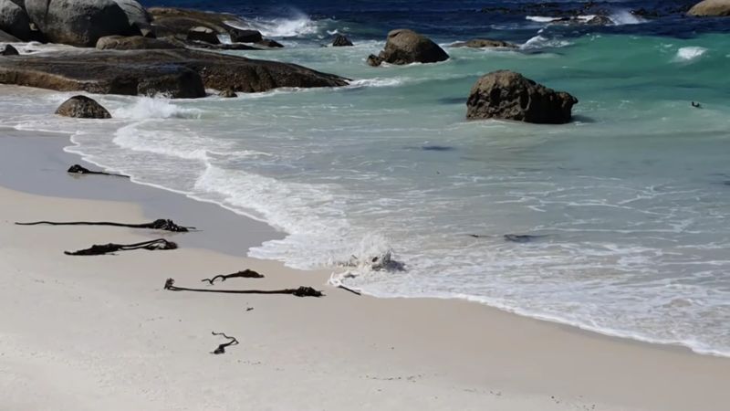 Boulders Beach Penguin Colony, Simon's Town, South Africa