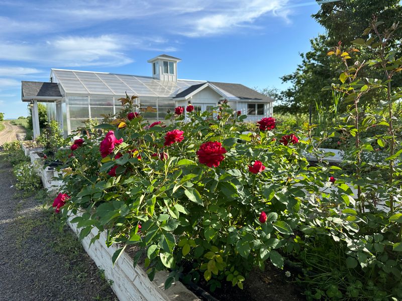Green Bluff Growers Market - Green Bluff, WA