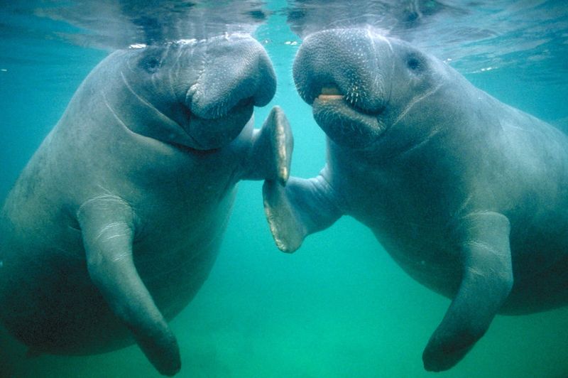 Manatees