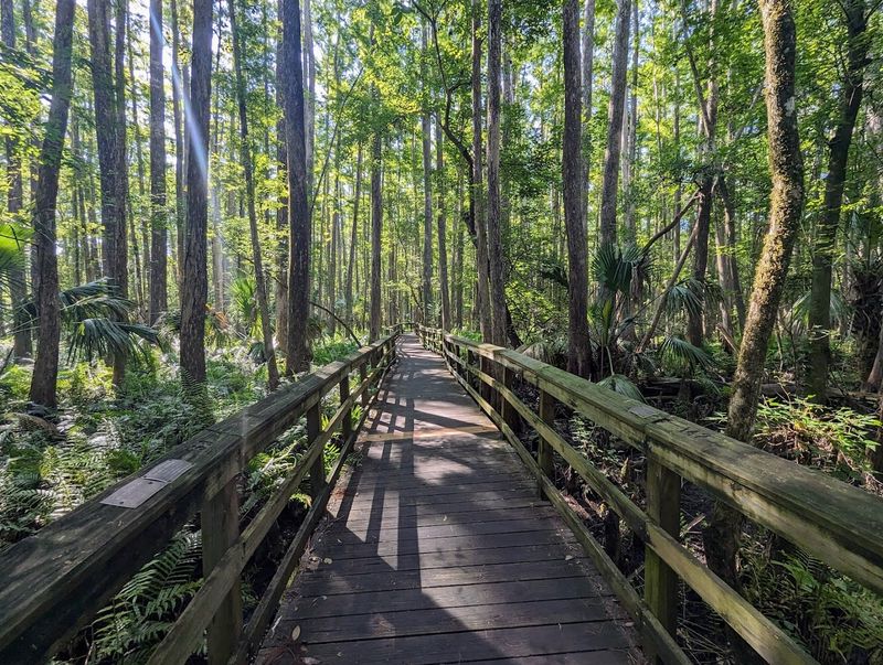 Highlands Hammock State Park (Sebring)