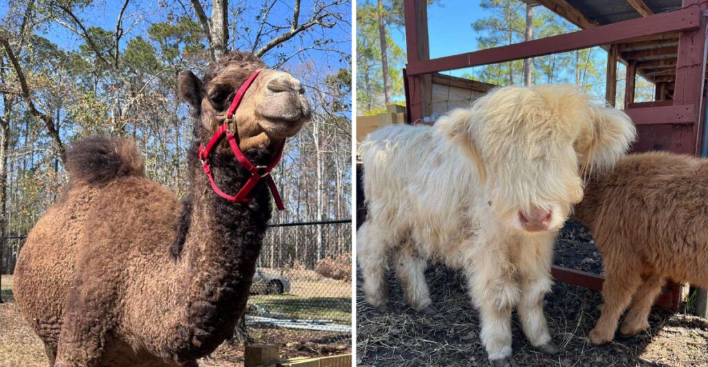 Meet Baby Highland Cows At This Adorable New Animal Café In St. Augustine, Florida