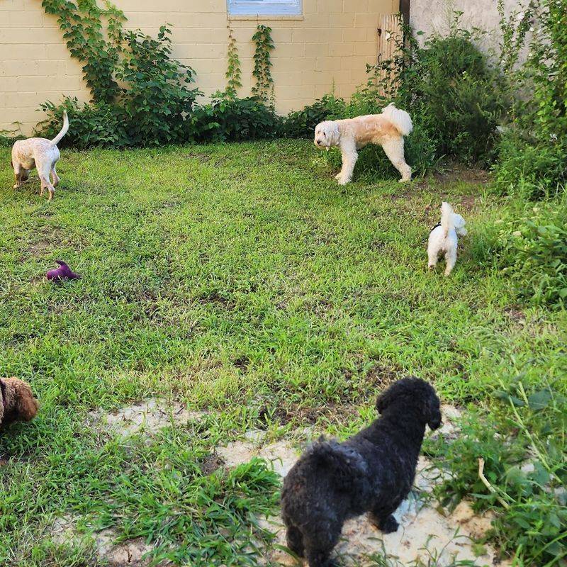 The Backyard Play Area That Dogs Cannot Get Enough Of