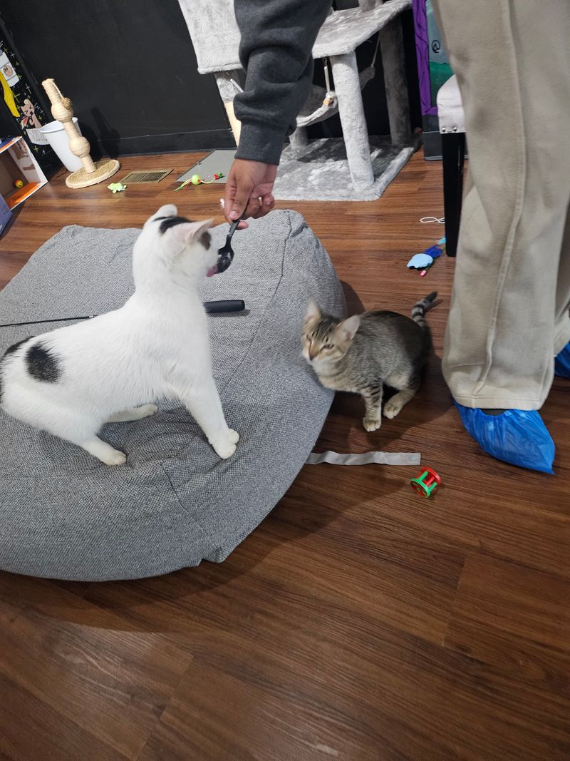 House Rules That Keep Tails High