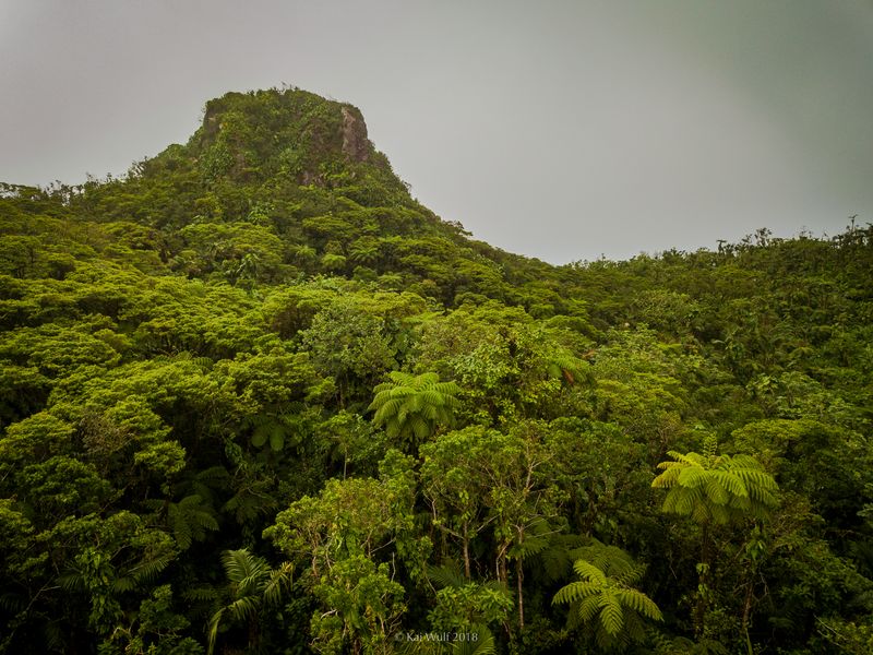 Hike Mount Scenery’s Cloud Forest