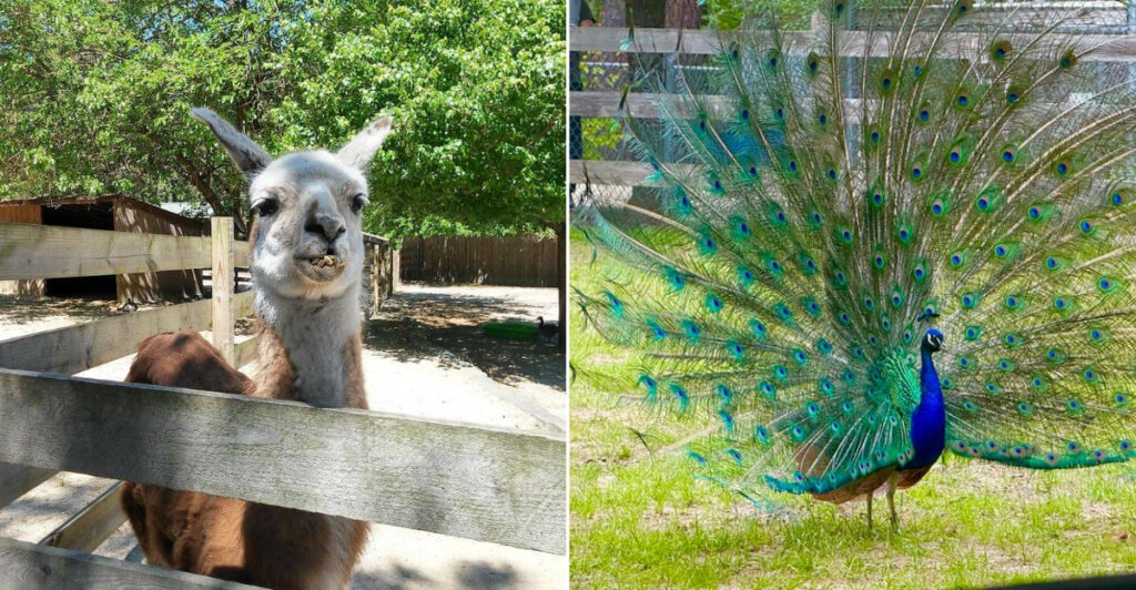 Meet the New Jersey Refuge Where Rescued Animals Get Their Second Chance
