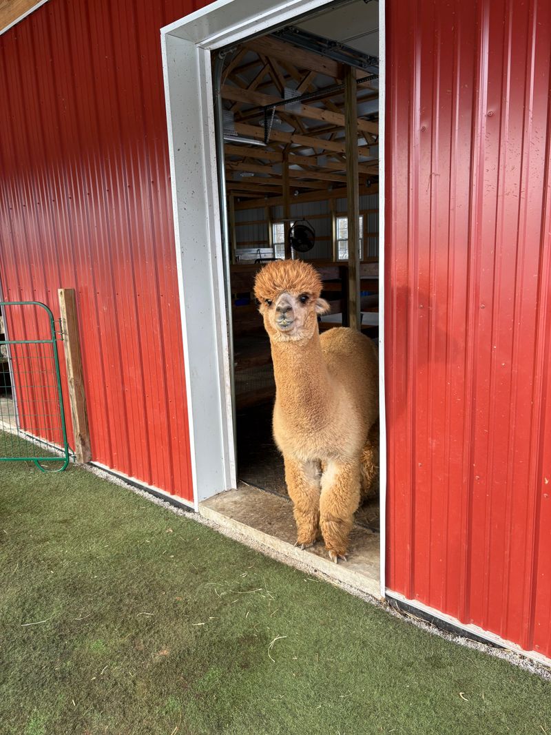 Alpaca Walks and Reservations