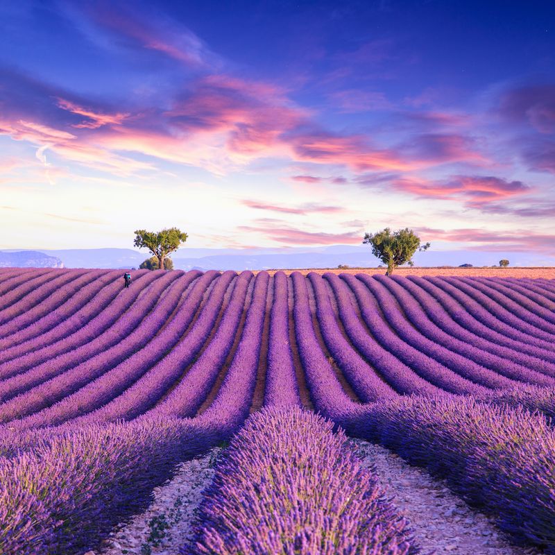 Provence Lavender Fields — Purple Seasons of Beauty