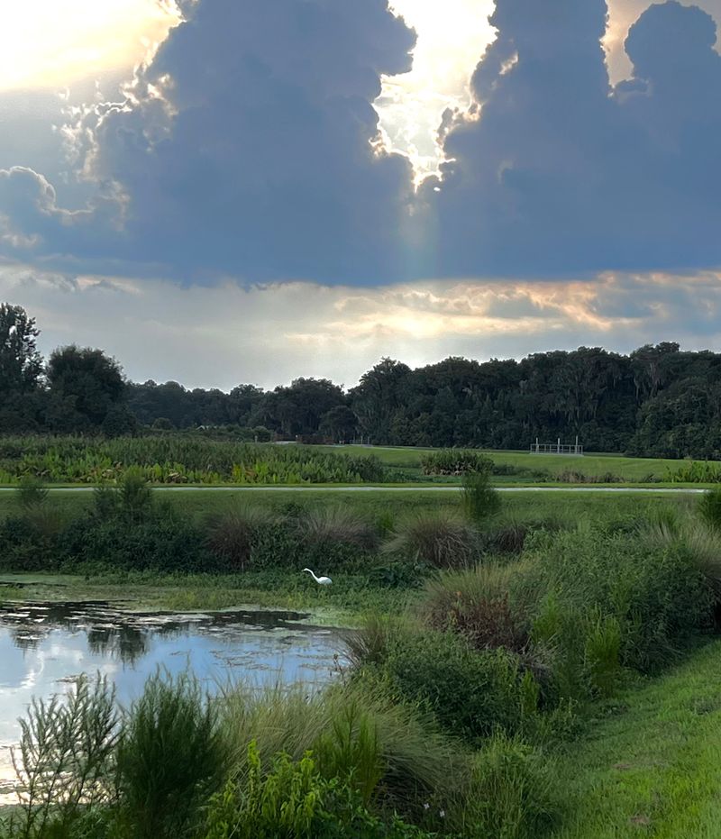 Sunrise Over the Savannah