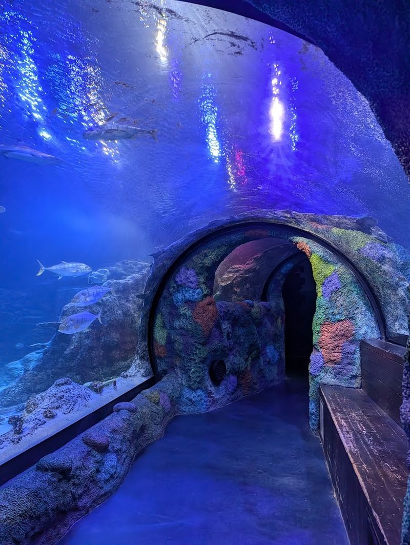 The Underwater Tunnel: A Highlight That Delivers Every Single Time