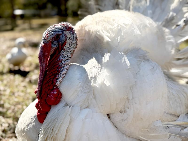 Friendly Turkeys and a Secret Otter