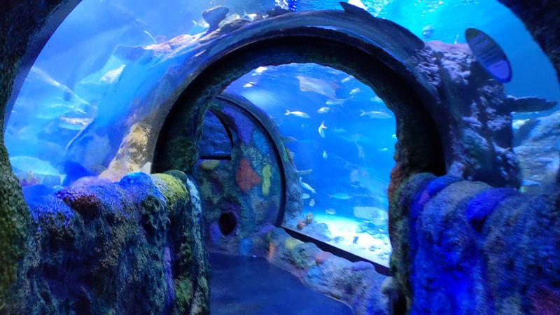 Green Sea Turtles and Rescued Animals: The Stories Behind the Tanks