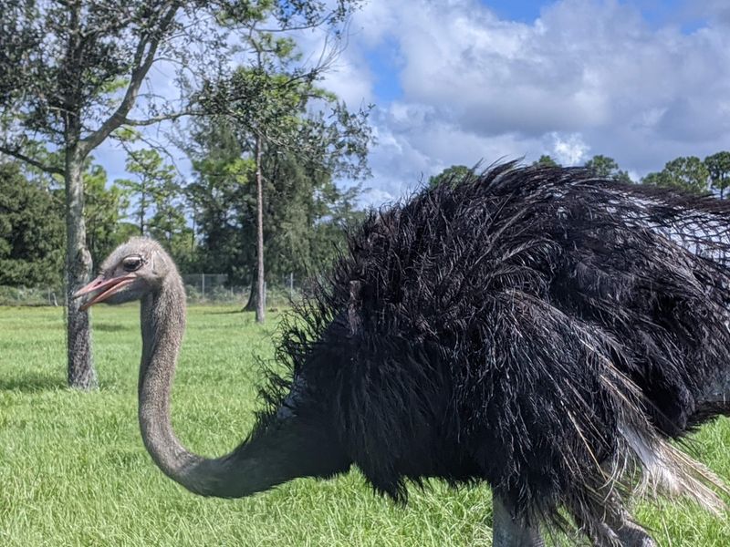 Audio Guide and Navigation Tips