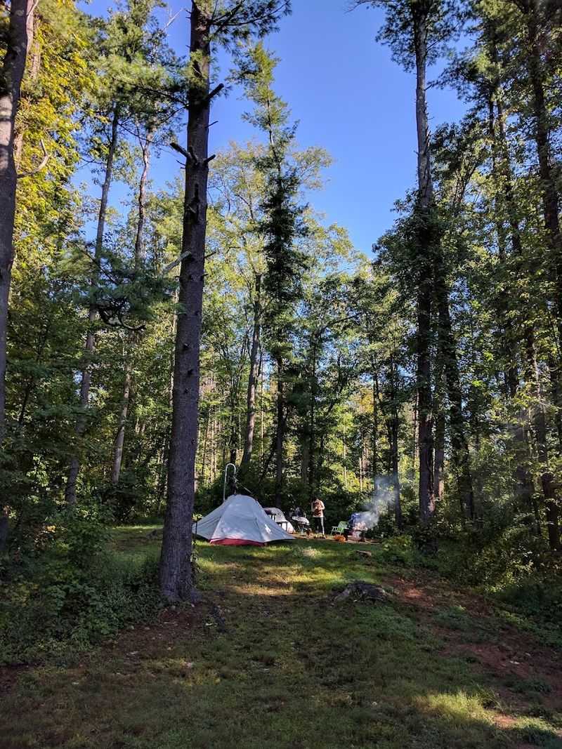 Camping Under the Trees