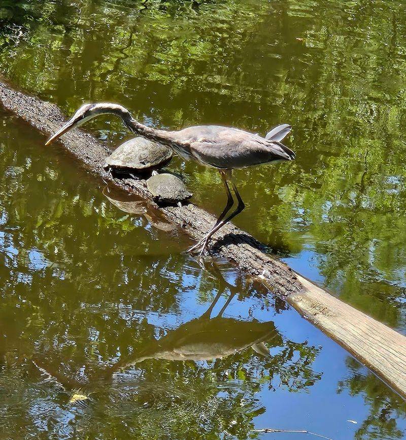 Wildlife Beyond the Obvious