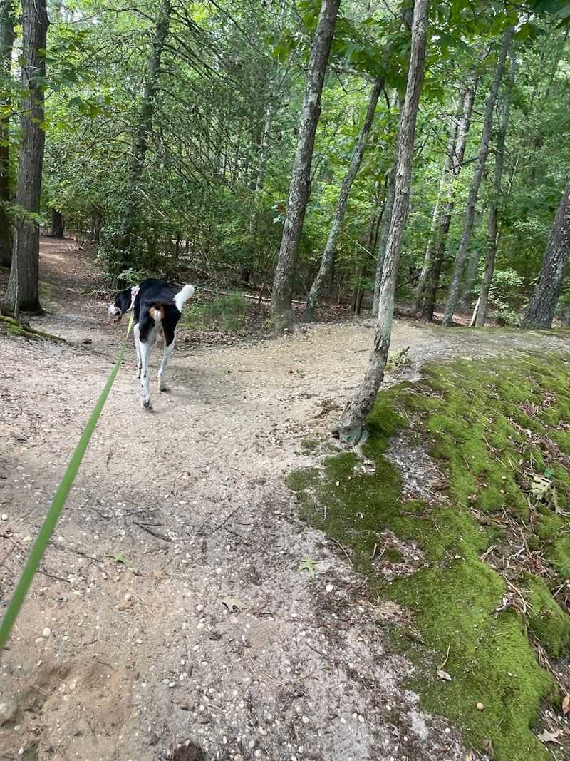 A Dog-Friendly Destination That Actually Delivers