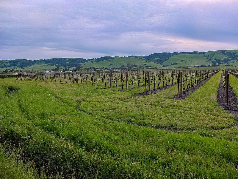 Sonoma County — Rustic Beauty & Diverse Wines (California)