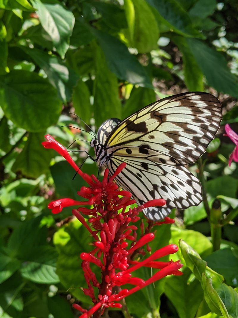 Pupa Gallery and Life Cycle Wall