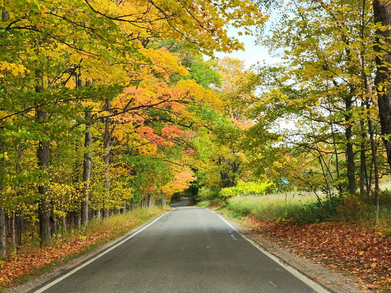 Tunnel of Trees – Harbor Springs